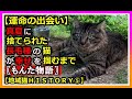 【魂の鳴声で掴んだ幸せ物語】捨て猫➡地域猫➡家猫へ。真夏に捨てられた長毛種の猫。猛暑を乗り切れるかを心配していた。「幸せな出会い」をみんなで願い、参加した初めての譲渡会で運命の出会いが💖＃猫　＃捨て猫