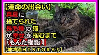 【魂の鳴声で掴んだ幸せ物語】捨て猫➡地域猫➡家猫へ。真夏に捨てられた長毛種の猫。猛暑を乗り切れるかを心配していた。「幸せな出会い」をみんなで願い、参加した初めての譲渡会で運命の出会いが猫　捨て猫