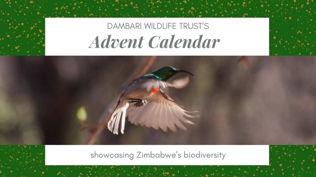 Day 4 Miombo Doublecollared Sunbird