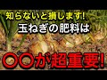 徹底解説!玉ねぎの土作りは〇〇を沢山入れる事で失敗を防げます!