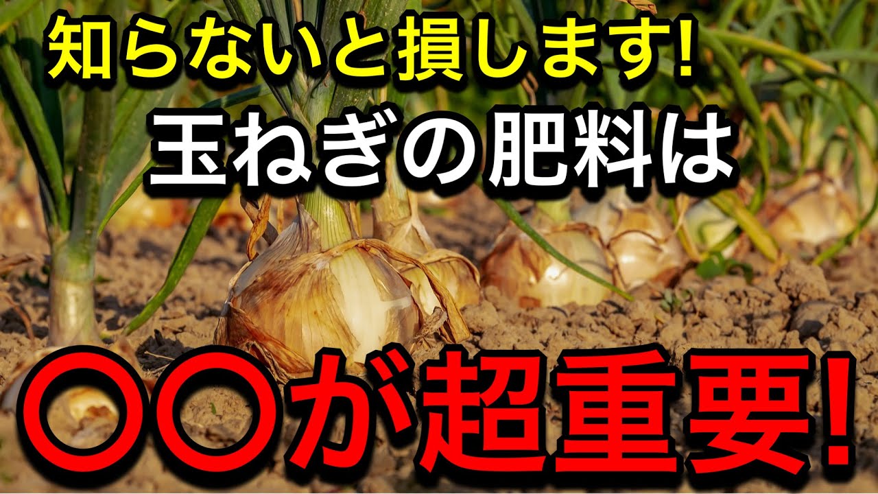 徹底解説！玉ねぎの土作りは〇〇を沢山入れる事で失敗を防げます！