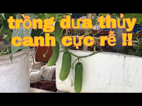 Video: Các Biện Pháp Dân Gian để Cho Dưa Chuột ăn: Làm Thế Nào để Tưới Nước để Phát Triển Nhanh Hơn? Làm Thế Nào để Nuôi Dưỡng Buồng Trứng? Các Cách Dân Gian để Tăng Năng Suất Trên Ruộng 