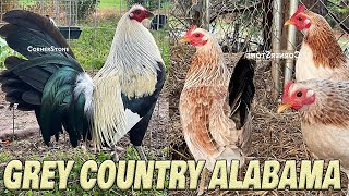 Beautiful Country Grey CornerStone Farms Alabama - Farm Visit
