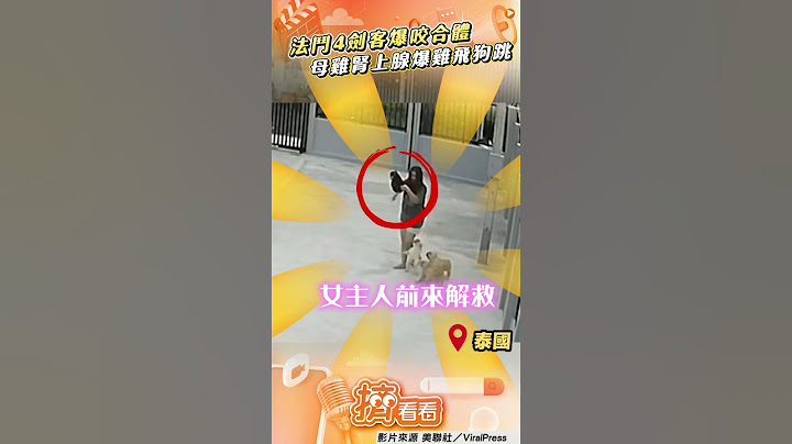 外電AP Reels 法鬥4劍客「汪汪汪汪」爆咬合體！黑羽母雞腎上腺噴發「雞飛狗跳」 ｜TVBS新聞｜擠看看#shorts
