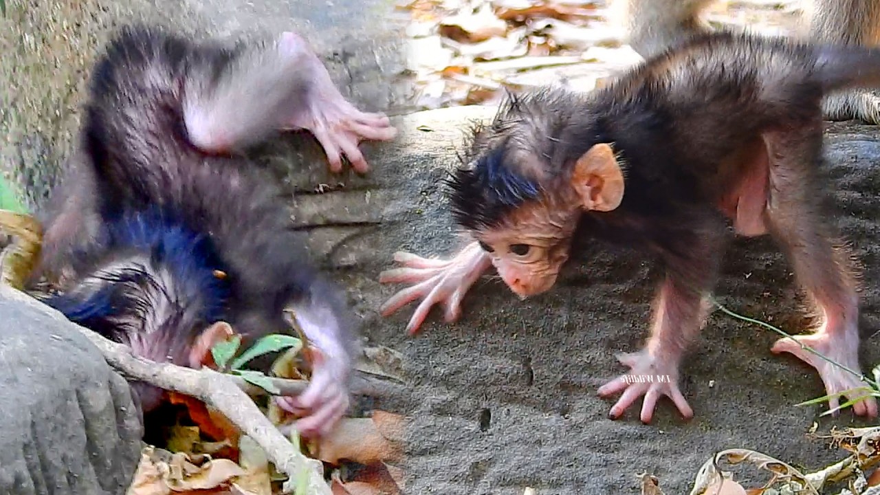 It`s not good.. Curious tiny AVERY very activities today but he really not concern the situation.