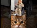 cat reaction 🤯 Grandma is very powerful 💪
