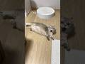 급살아난 고양이
