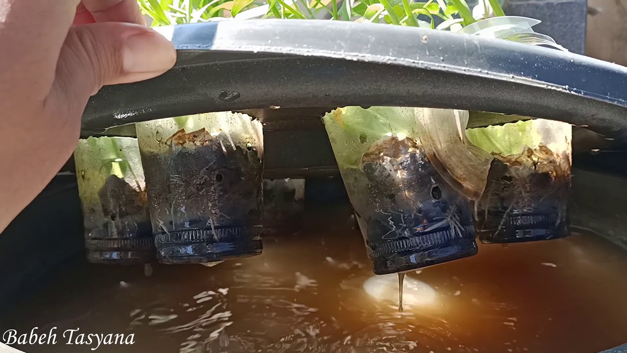Cara Mengurangi Bau Air Lele Budikdamber 