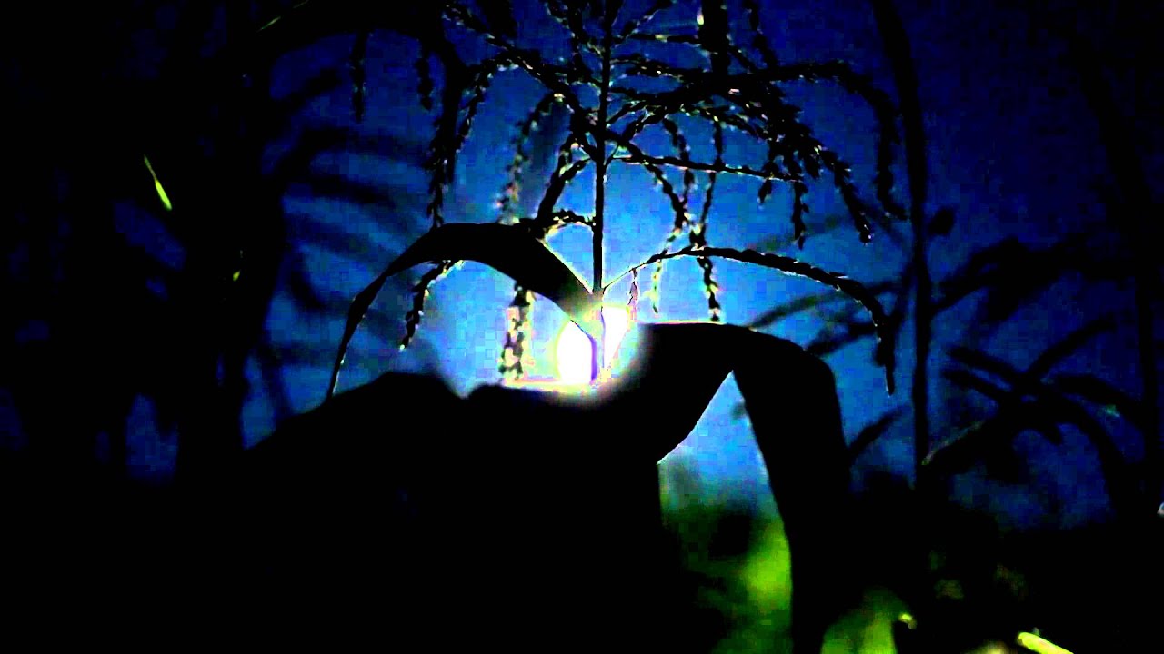 Cornfield at Night (2) Free Stock Video YouTube