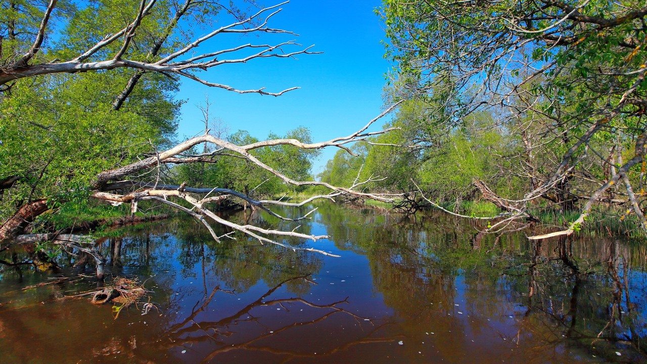 Березина Витебщины: от первозданного истока – через озеро Медзозол – до озера Палик.