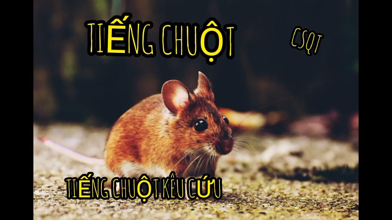 The sound of mice squeaking and calling. YouTube