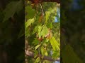 Nature Edit#naturelovers #travel #earth #worldbeauty #aesthetic #foryou #viral #shorts #feed #beauty