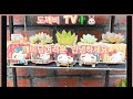 다육이로 치유하세요#먼로#라피네##다육이일상#유미유미tv