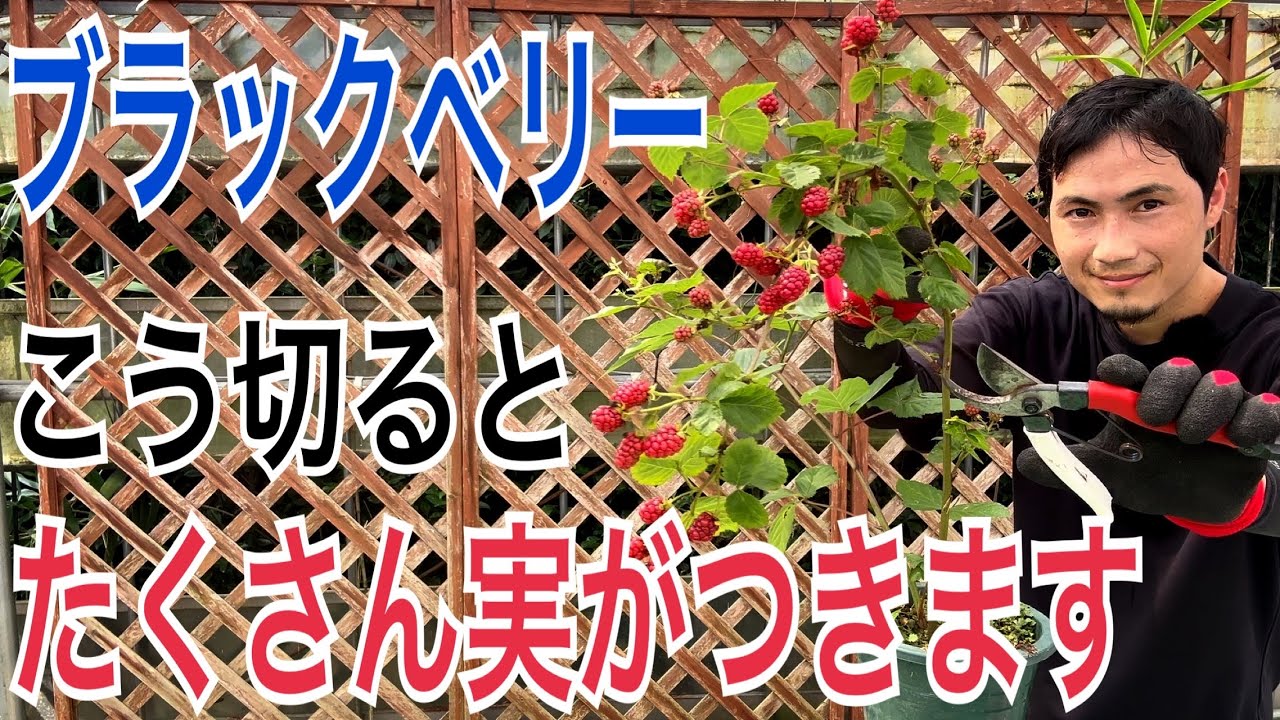 【ブラックベリー】コンパクトに上手な管理方法教えます！【ガーデニング】【園芸】