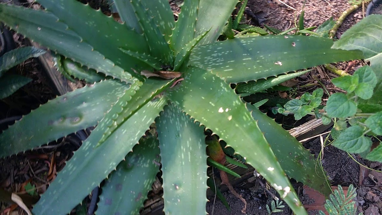 Conheça a flor da babosa o aloe vera - thptnganamst.edu.vn