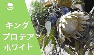 花りんレッスン Youtube