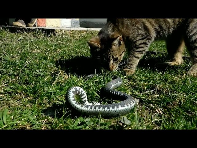 SARPELE DE CASA ATACAT DE PISICA - YouTube