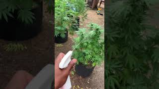 How to get rid of Pests in garden