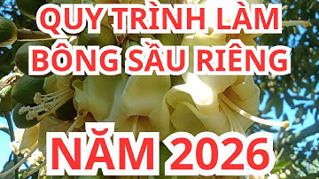 QUY TRÌNH LÀM BÔNG SẦU RIÊNG NĂM 2026 | BÍ QUYẾT CHO MÙA HOA ĐỒNG LOẠT, ĐẬU TRÁI CAO