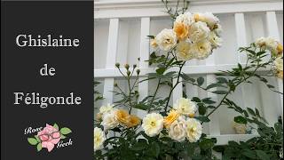 🌹Ghislaine de Féligonde /Rambling Rose / Growing in Zone 8a Partial Shade