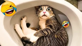 New Funny Cats and Dogs Videos  Funny Cats Moments 2024