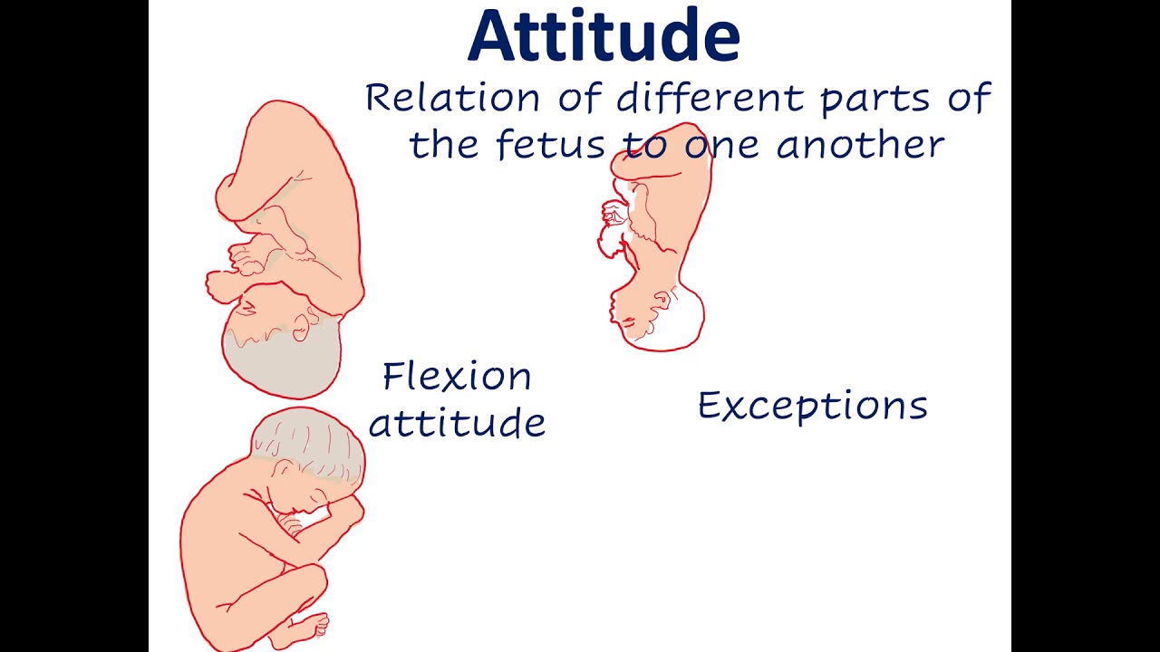 presentation presenting part position