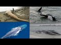 Epidemic Whales Emaciated Worldwide Post Fukushima Nuclear Fallout - Environmentalist Dana Durnford