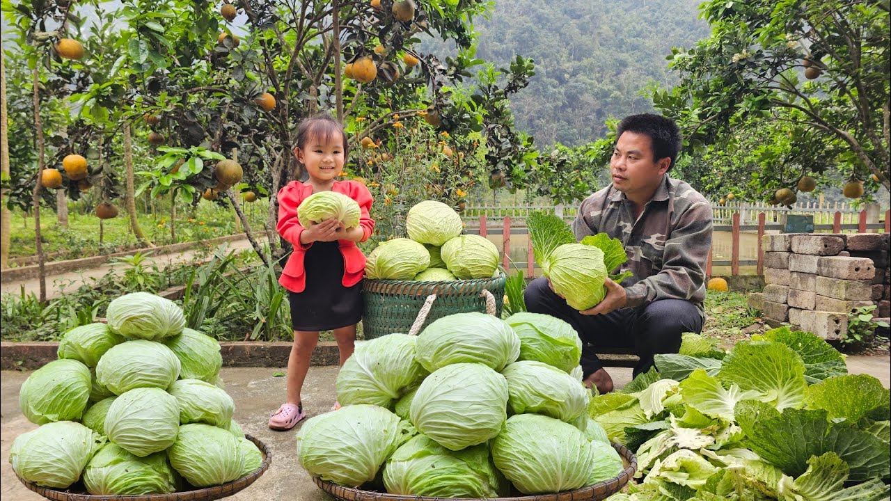 Harvesting Cabbage goes to the market sell-Gardening,Growing corn