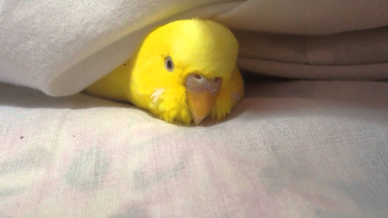 セキセイインコ 羽毛布団で眠るきゅーちゃん Youtube