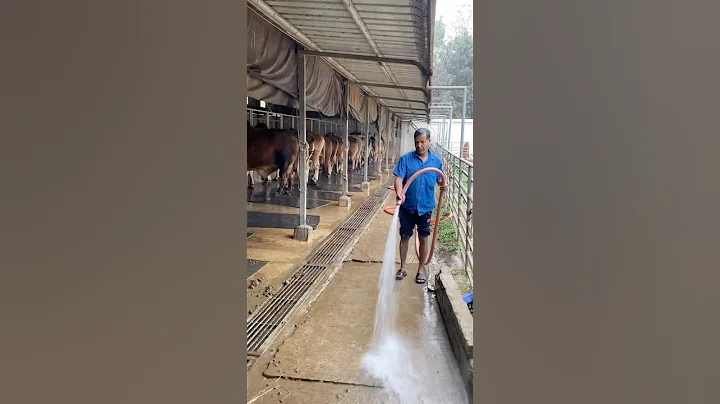 The shepherds regularly clean the farm with cow dung and water#bulls #cowdung #cattlefarm #fypviralシ