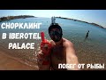 НАПАЛА РЫБА на пляже без рифа / Снорклинг в Iberotel Palace