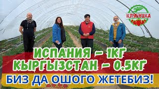 Испания-1 кг, Кыргызстан-0,5 кг Бизда ошого жетебиз🍓