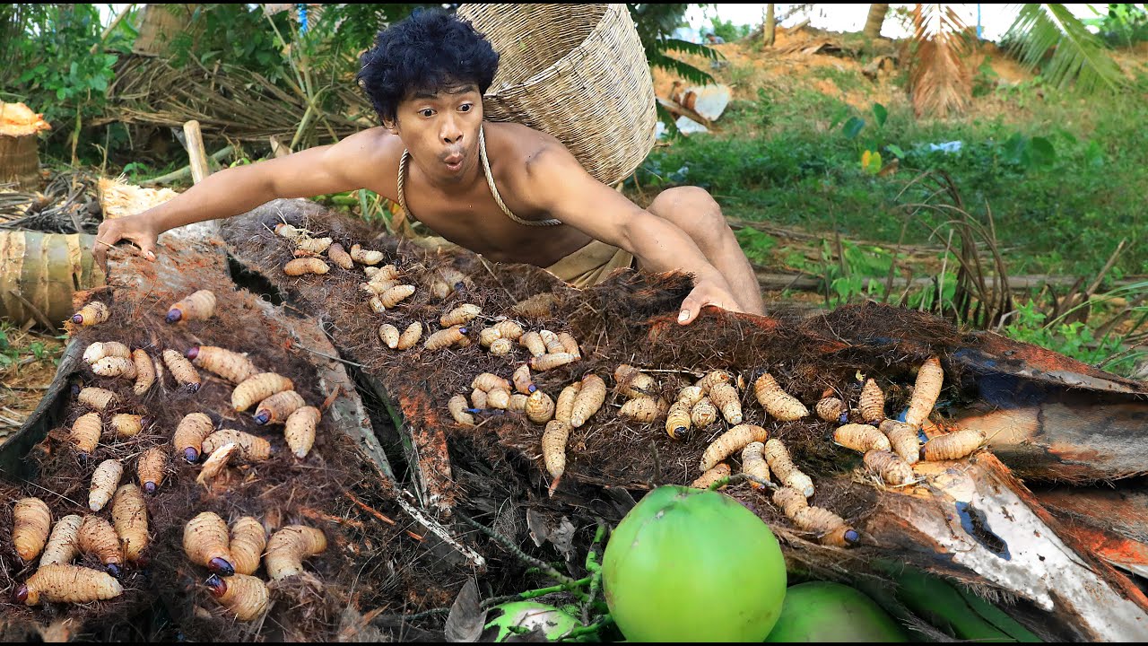Find Worms In Coconut Tree Cook Coconut Worm Fillets Delicious Youtube 