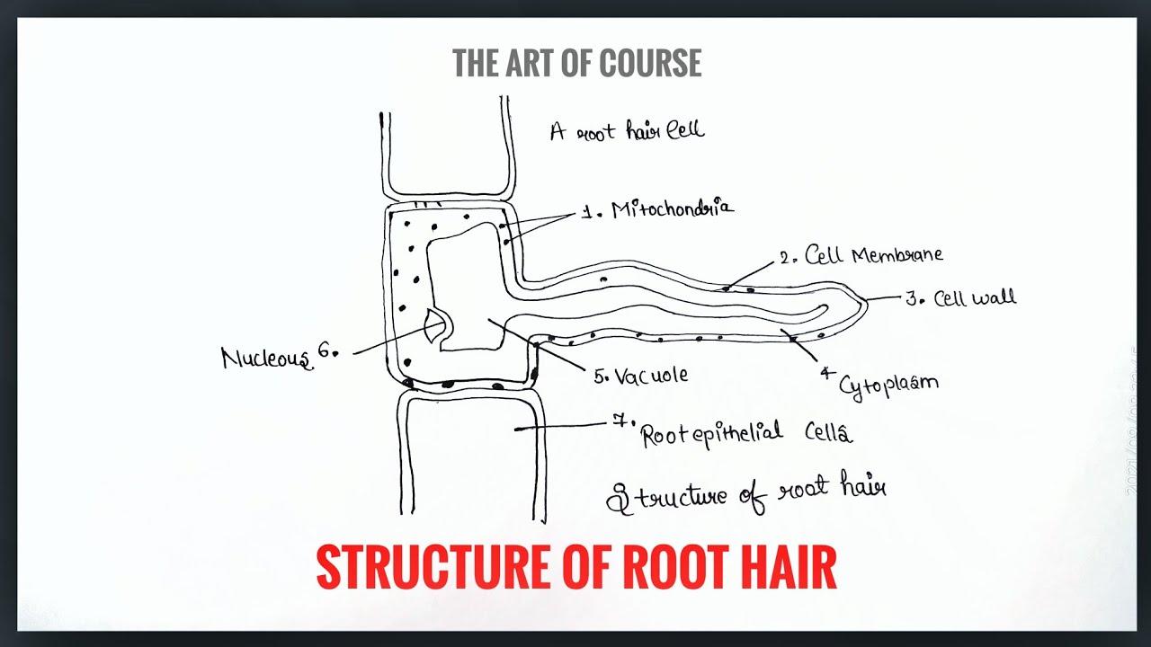 Structure of Root Hair Diagram with labelling  theartofcourse  YouTube