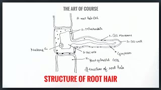 Root Hair  Definition Structure Function  Diagram