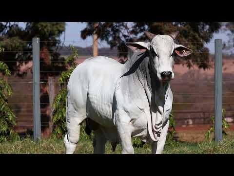 LOTE 91  |  Leilão Touro Pronto Katispera