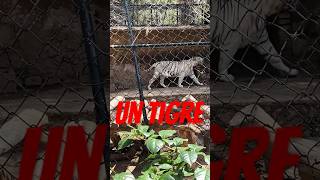 Tigre blanco zoológico de León Guanajuato