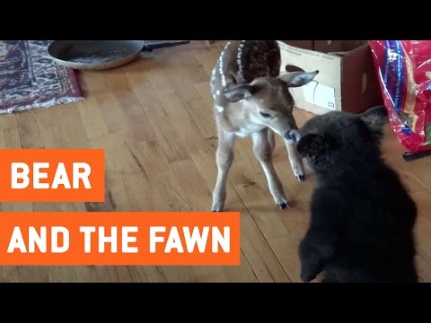Bear Cub and