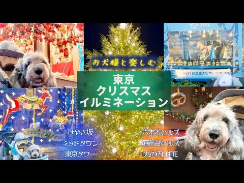 わんこと行ける東京のイルミスポット7選