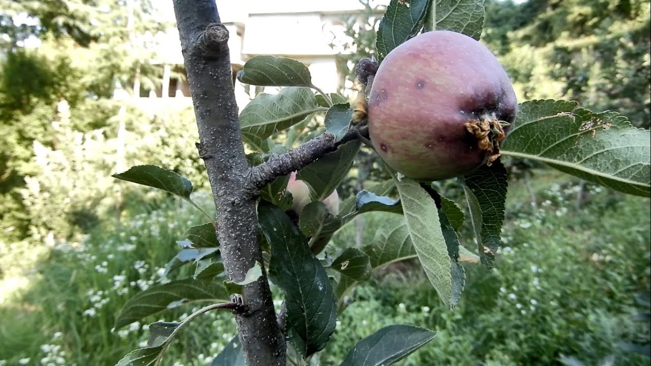 San Jose Scale - Apple Tree