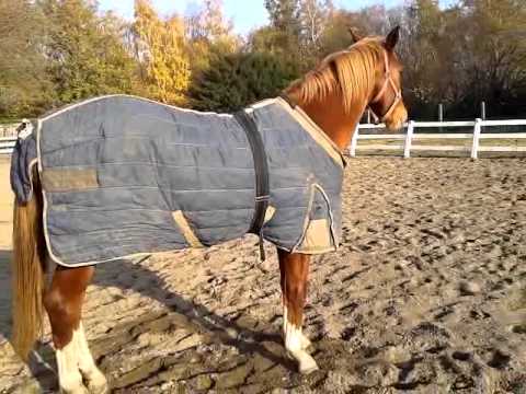 Horse Stay Apparatus Forelimb