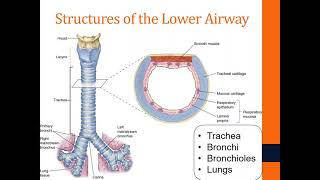 Chapter 15 Respiratory Emergencies and Chapter 20 Immunologic Emergencies