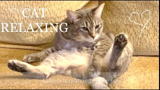 ソファの上で大胆に股を開いてグルーミング。Cat Relaxing On Sofa Grooming Quietly by さくらちゃんメモリー Sakura Chan Memory 359 views 7 months ago 4 minutes, 5 seconds