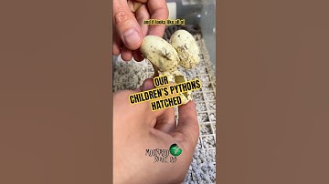Our Children’s Pythons hatched! #molinarosnakelab #babysnakes #cuteanimals #reptiles #pythons #diy