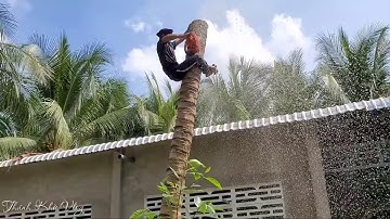 VUA KHỈ MIỀN TÂY CƯA CÂY DỪA Ở CHÂU THÀNH - TIỀN GIANG