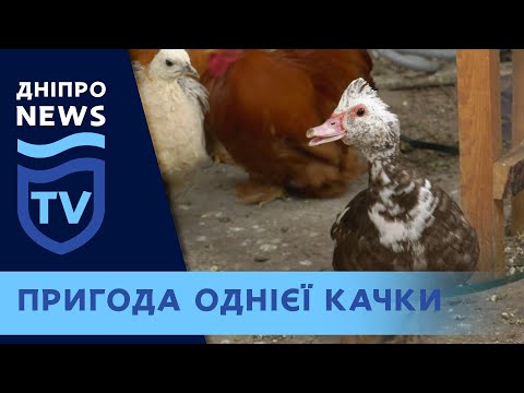 ДніпроTV рятує життя