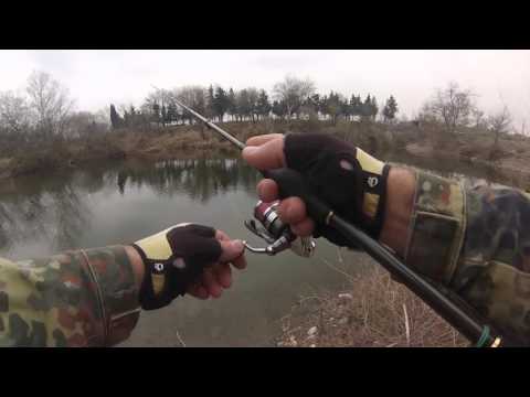 აქტიური ქორჩილა / Shallow Perch