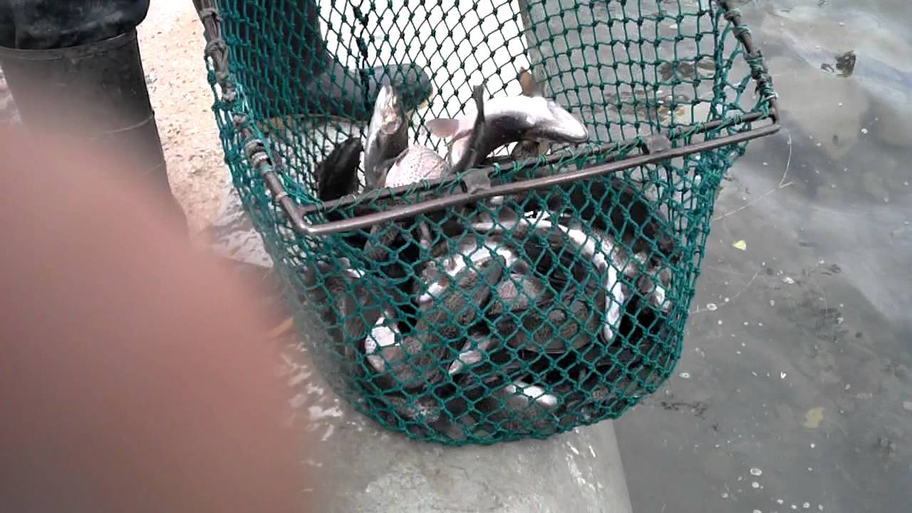 Fishermans Fishermans