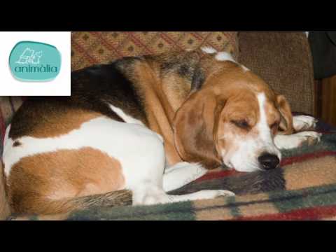 Video: Miopatía No Inflamatoria De Origen Endocrino En Perros
