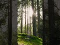 In the woods ❤️